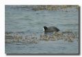 Fulica atra